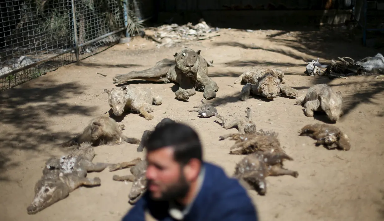 Pemilik kebun binatang di Jalur Gaza, Mohammed Oueida memperlihatkan binatang yang mati mengering akibat perang yang terjadi di kawasan tersebut selama tahun 2014, Palestina, Senin (7/3/2016). (Reuters/ Ibraheem Abu Mustafa)