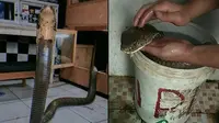 Emak-Emak Kalang Kabut Saat Ular King Kobra Mendadak Nongol di Jendela Dapur