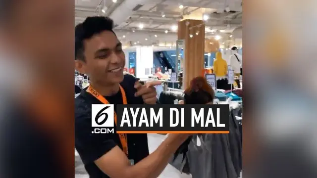 Sebuah video yang beredar di media sosial Twitter yang menunjukkan seekor ayam berkeliaran di dalam mal. Tentu saja aksi ayam tersebut berhasil membuat heboh dan kalang kabut karyawan yang akan menangkapnya.