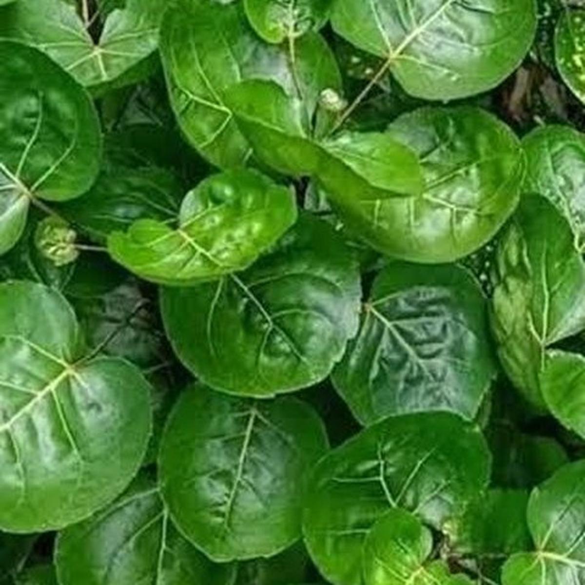 8 Manfaat Daun Binahong untuk Kesehatan, Mengatasi Jerawat hingga Diabetes