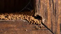 9 Cara Menghilangkan Rayap di Lemari Kayu Agar Tetap Awet, Wajib Dicoba