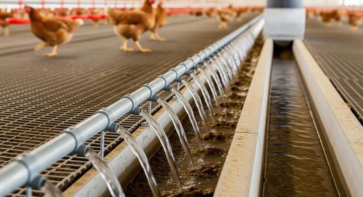 6 Model dan Sistem Pembuangan Kotoran Kandang Ayam Petelur yang Efektif dan Hemat Biaya