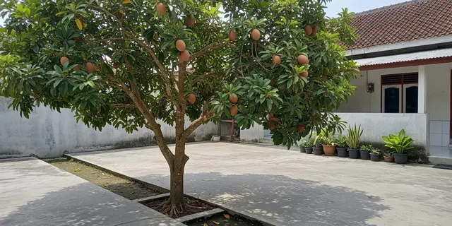 8 Cara Membuat Pohon Sawo Pendek tapi Buahnya Lebat, Bisa Dicoba di Rumah