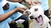 Beberapa petugas berupaya menjinakkan anjing milik warga saat vaksinasi anti rabies pada puncak peringatan Hari Rabies Sedunia di Desa Ungasan, Kuta, Bali, Jumat (29/10). (Antara)