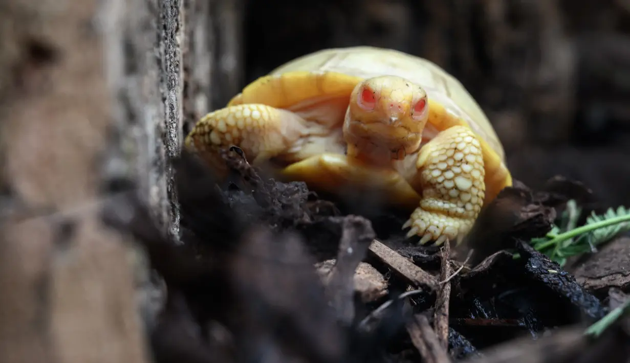 Sebuah gambar pada 3 Juni 2022 menunjukkan bayi kura-kura raksasa Galapagos albino yang unik di punggung kura-kura lain, keduanya lahir pada awal Mei di Tropicarium of Servion, Swiss barat. Bayi kura-kura mungkin merupakan pemandangan unik untuk dilihat dengan kulit putih dan mata merah. Beratnya sekitar 50 gram (1,7 ons), dan pas di telapak tangan. (FABRICE COFFRINI/AFP)