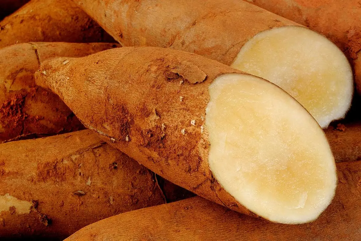 Manfaat Konsumsi Akar Yakon Bagi Penderita Diabetes, Superfood Ampuh Atur Kadar Gula Darah