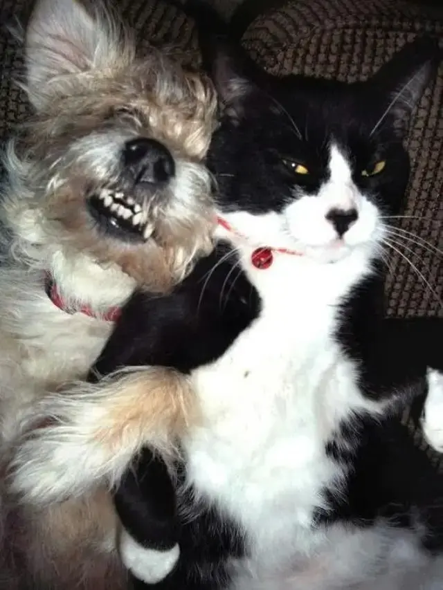 10 Potret Akrab Anjing dan Kucing yang Jadi Sahabat, Pelukan Waktu Tidur