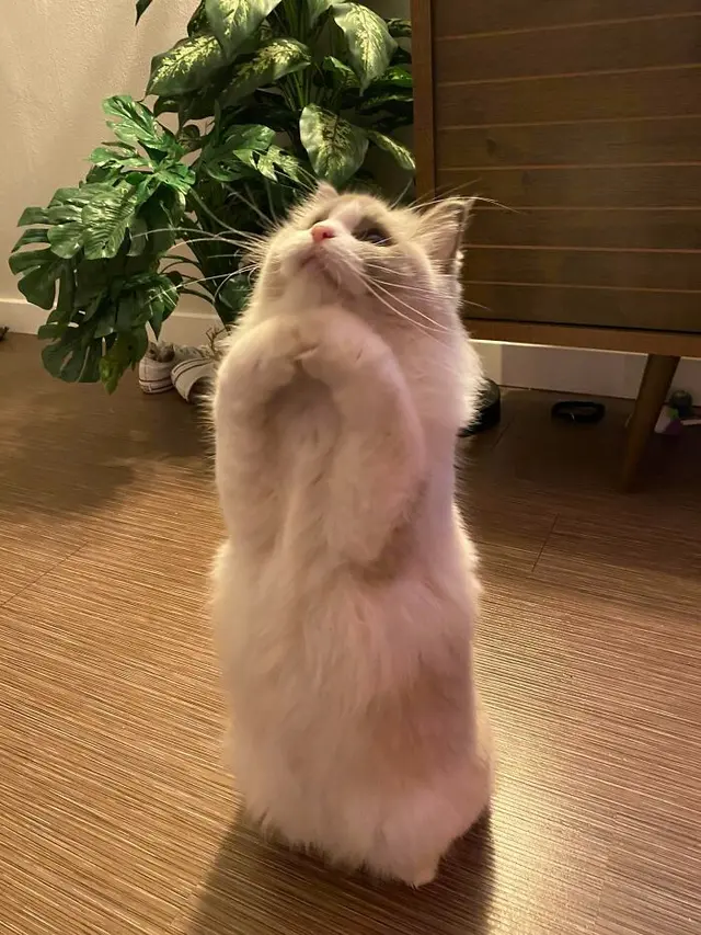 10 Tingkah Unik Kucing yang Bikin Nggak Habis Pikir