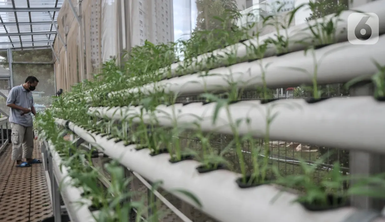 Warga saat melakukan perawatan sayur yang ditanam dengan sistem hidroponik di sebuah greenhouse atau rumah kaca di Rusun Menara Samawa, Pondok Kelapa, Jakarta Timur, Senin (14/2/2022). (merdeka.com/Iqbal S.Nugroho)