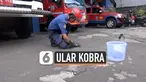 ular kobra