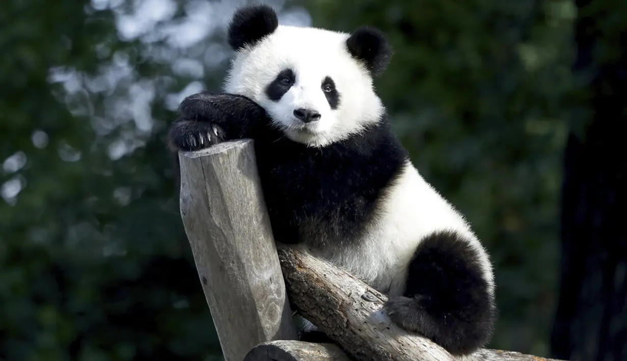 Anak panda Meng Xiang (nama panggilan Piet) duduk dalam kandang saat ulang tahun pertamanya di Berlin, Jerman, Senin (31/8/2020). (AP Photo/Michael Sohn)