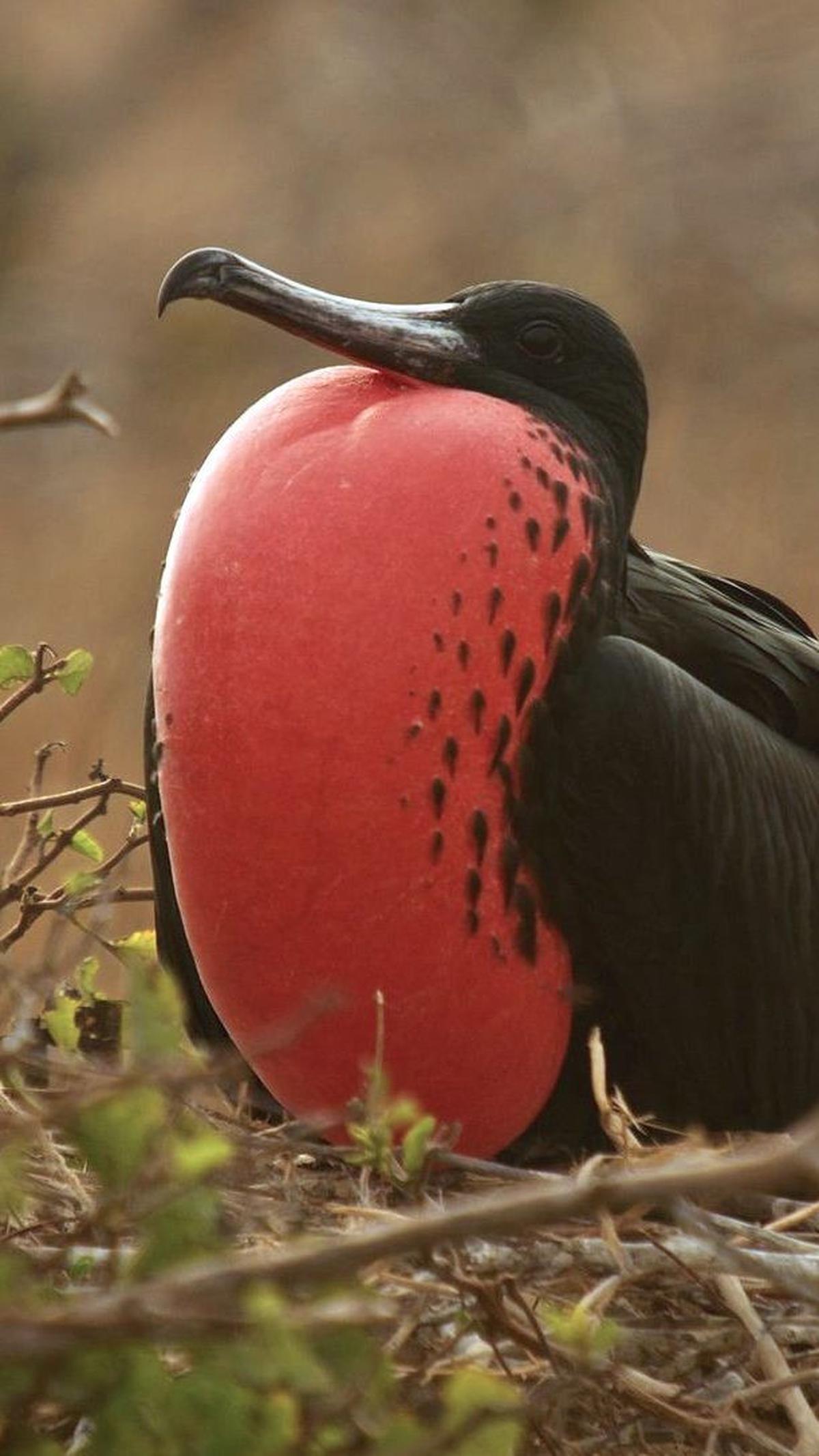 5. Burung Frigat<br>