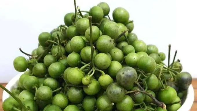 Tips Mudah Membuat Terong Pipit Lebih Nikmat Tanpa Rasa Pahit