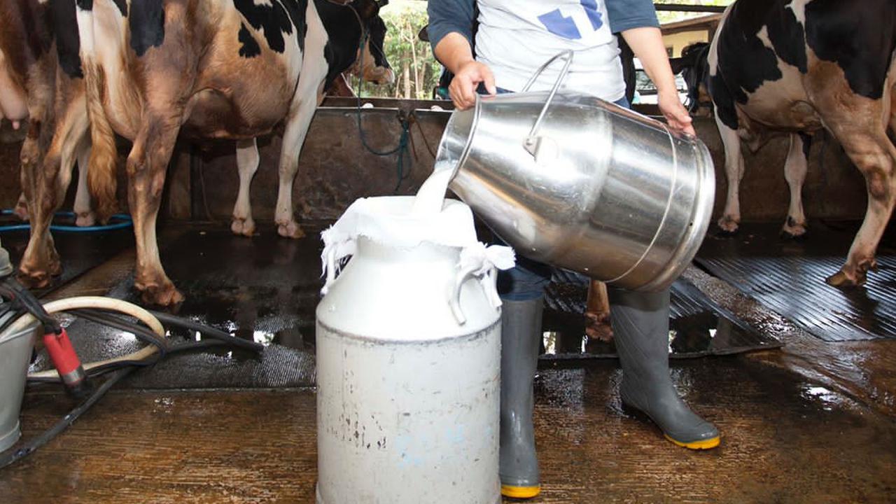 Sebanyak 870 juta liter susu segar di serap industri pengolahan susu setiap tahunnya.