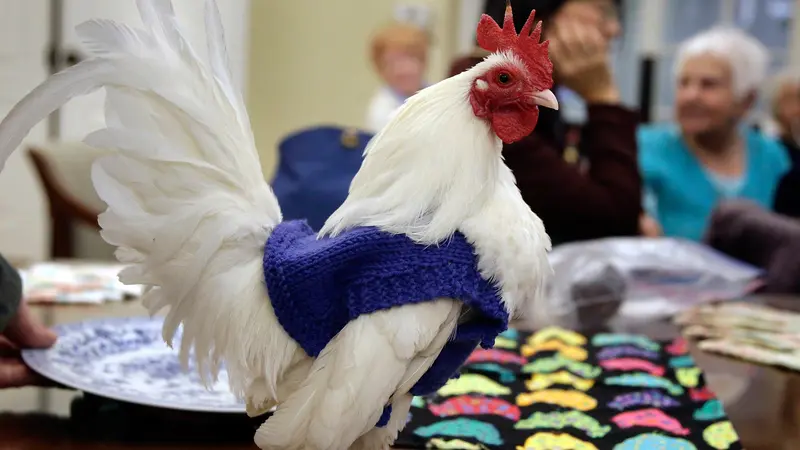 20170330-Wanita Ini Rajut Sweater Khusus Untuk Ayam-AP