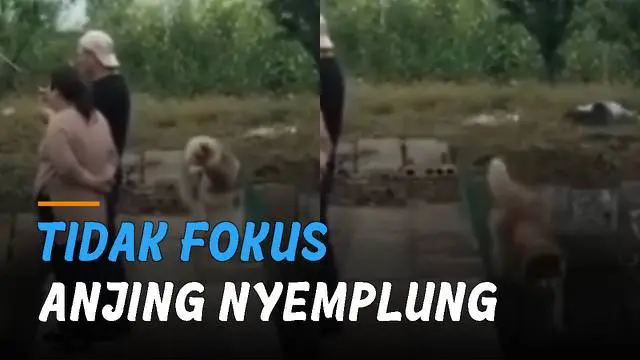 Ada-ada saja tingkah laku anjing ini ketika berjalan di jembatan akhirnya nyemplung sungai.