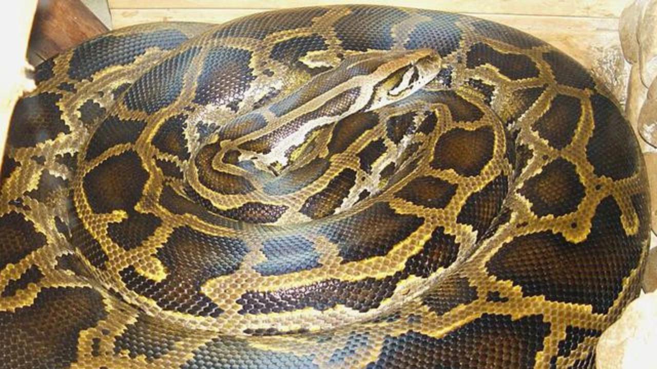 4 Jenis Ular Berpotensi Memangsa Manusia, Waspadai Sarang dan Keberadaannya