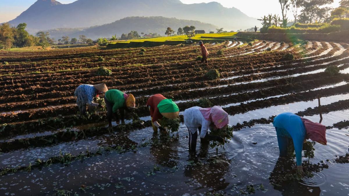 KUR BRI jadi Andalan Petani Tingkatkan Produksi dan Perkuat Ketahanan Pangan Nasional