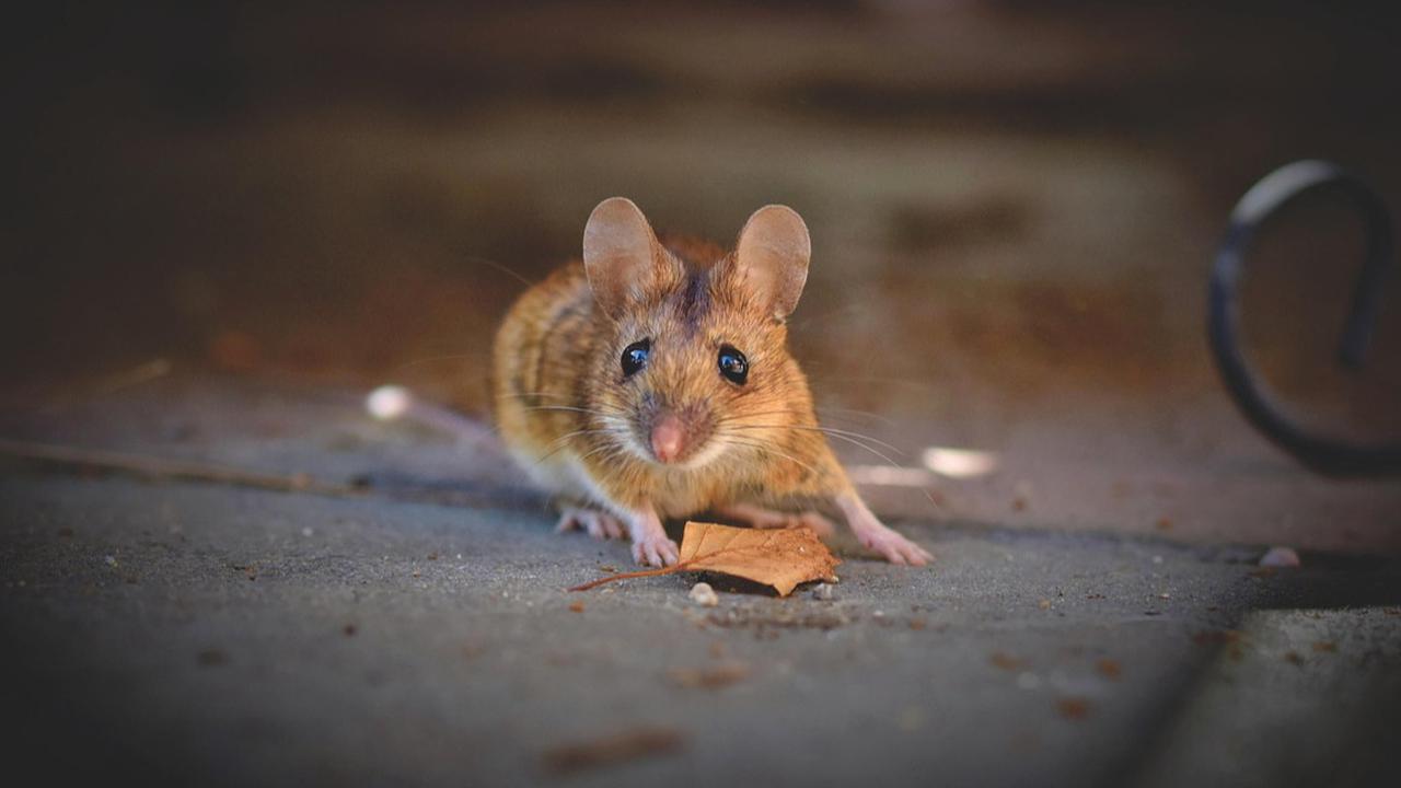 9 Cara Mencegah Tikus Masuk Rumah yang Aman untuk Anak dan Hewan Peliharaan, Efektif Dilakukan