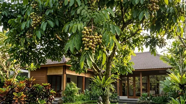 Matoa