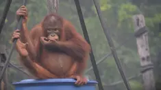 Aktivitas orangutan di pusat rehabilitasi Nyaru Menteng, Kalimantan Tengah, Selasa (17/9/2019). Belasan orangutan yang sedang direhabilitasi terserang infeksi saluran pernapasan akut (ISPA) akibat kabut asap dalam beberapa pekan terakhir. (Handout/Borneo Orangutan Survival Foundation/AFP)