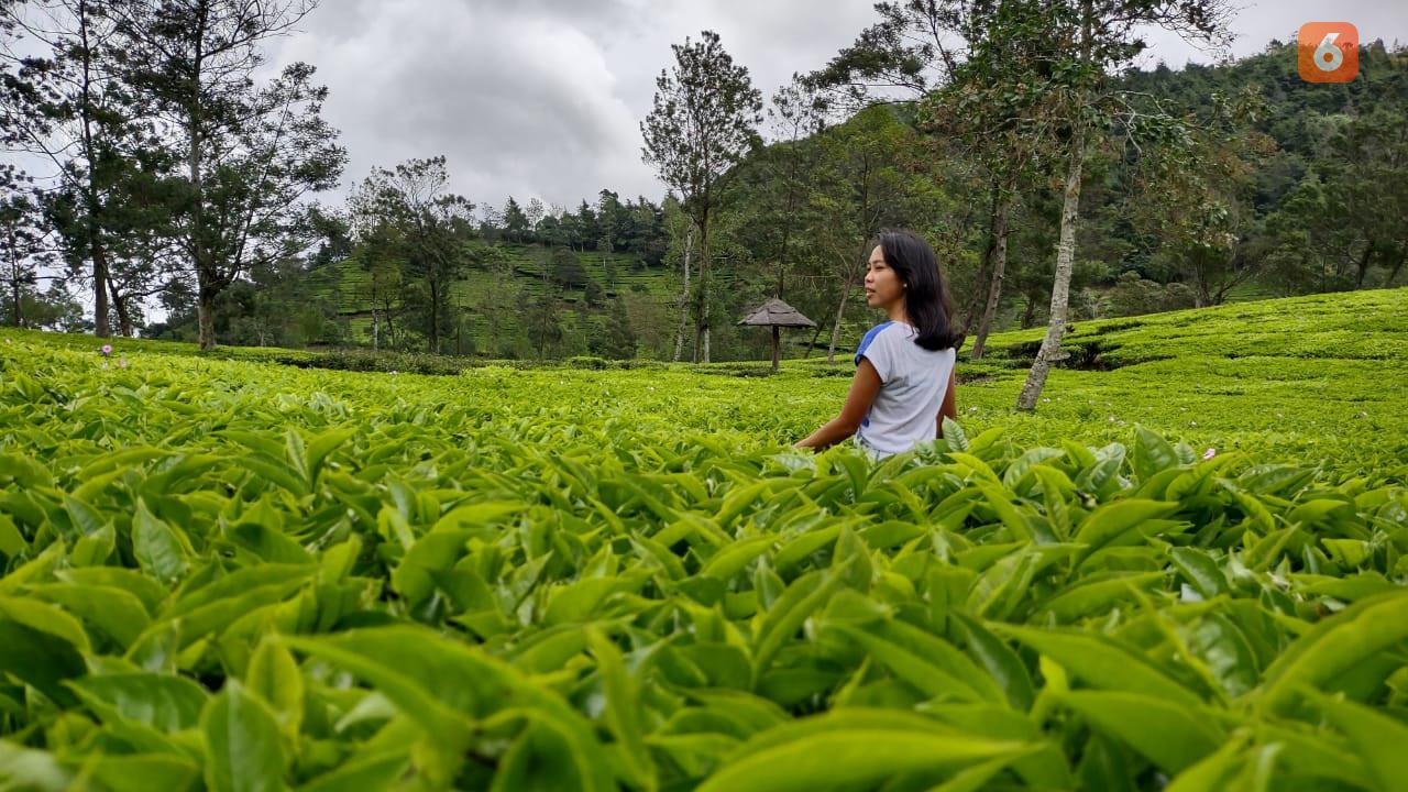 Indahnya Hamparan Kebun Teh Sikatok di Wonosobo