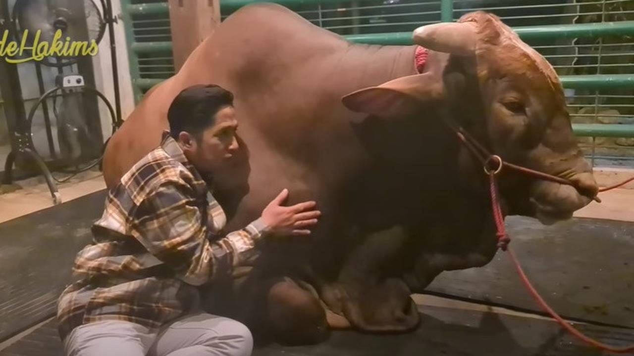 6 Sapi Kurban Irfan Hakim, Selain Janoko Siapa yang Bikin Kamu Nangis Brutal?