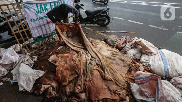 Berkah Kurban Bagi Para Pengepul Kulit