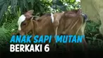 HEBOH ANAK SAPI LAHIR BERKAKI 6