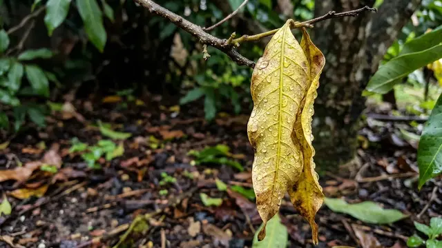 Pohon Kelengkeng