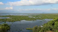 Taman Nasional Keibul Lamjao. (Liputan6.com/Alexander Lumbantobing)