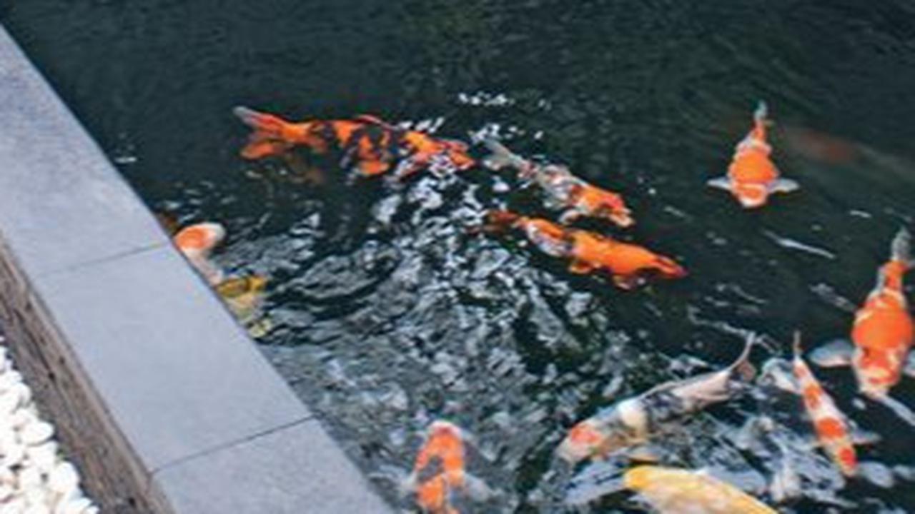 Inspirasi Kolam Ikan Koi Minimalis untuk Mempercantik Hunian