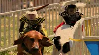 Acara balapan monyet menaiki punggung anjing dinilai mengeksploitasi hewan. 