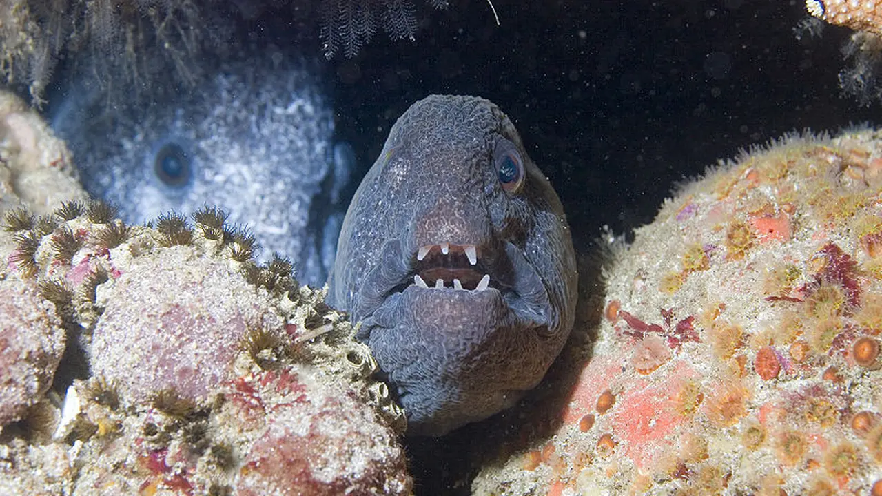 Belut Serigala