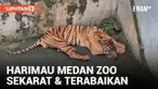 Seekor Harimau di Medan Zoo Kritis Tak Lama Setelah Ditinggal Mati Nurhaliza