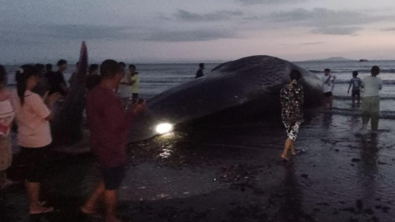Paus Sperma Panjang 15 Meter Mati Terdampar di Pantai Jembrana