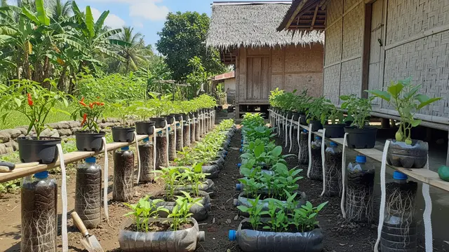 Ide Kebun Sayur Tanpa Modal Awal yang Langsung Bisa Dipraktikkan di Rumah Model Kebun Mini dengan Metode Wick System