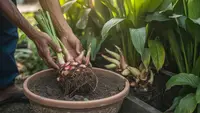Cara Menanam Lengkuas di Pot dan Pekarangan agar Rimpang Besar dan Panen Melimpah