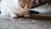 Sudah pernah mencoba bermain laser dengan kucing?