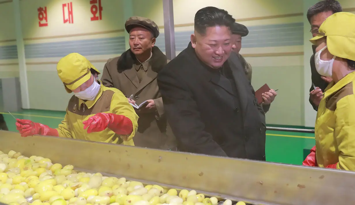 Pemimpin Korea Utara Kim Jong-Un saat melihat produksi kentang di pabrik Samjiyon Potato Farina  di Samjiyon County (30/10). (Photo by KCNA VIA KNS / KCNA VIA KNS / AFP)