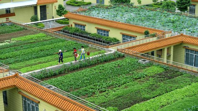 Keren, Atap Gedung Bisa Jadi Tempat Menanam Sayuran