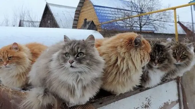 copyright odditycentral.com