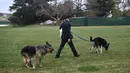 Anjing Presiden Joe Biden, Champ (kiri) dan Major terlihat di South Lawn Gedung Putih di Washington, Rabu (31/3/2021). Major kembali menggigit seseorang di Gedung Putih, hanya beberapa hari setelah kembali dari pelatihan di Delaware menyusul insiden serupa awal bulan ini. (Mandel Ngan/Pool via AP)