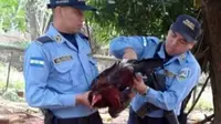 Seekor ayam jantan yang dianggap menjadi pemicu keributan dua orang bertetangga akhirnya dipenjara.