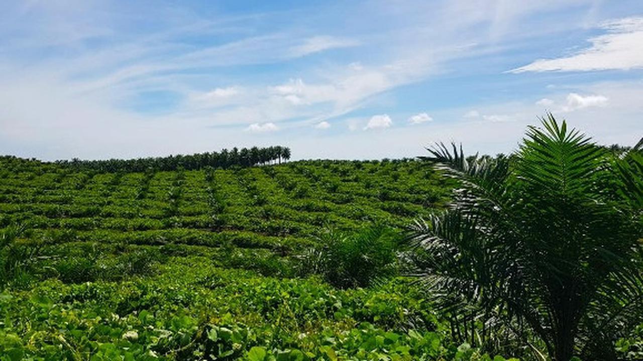 Aset PTPN Group Naik 15 Persen dalam 4 Tahun, Kini Tembus Rp152 Triliun