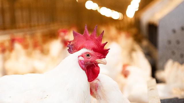 Jelang Hari Raya Lebaran atau Idul Fitri 2024, kebutuhan daging ayam dan telur terus meningkat (Istimewa)