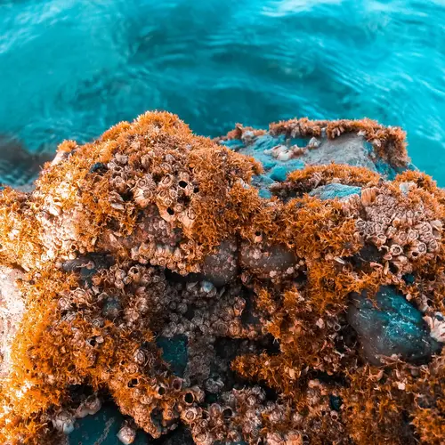 filum porifera isimleri ile örnekler