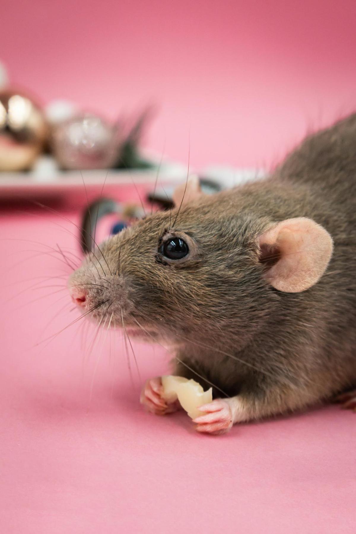 Tikus di Dapur? Ini Risiko Kontaminasi Makanan yang Mengintai