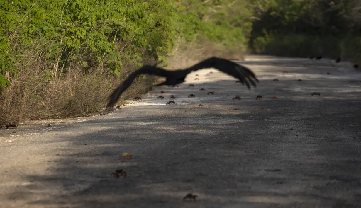 Burung bangkai terbang di atas sisa-sisa kepiting yang hancur saat menyeberang jalan setelah bertelur di laut, Giron, Kuba, 9 April 2022. Jutaan kepiting muncul pada awal hujan musim semi dan memulai perjalanan ke perairan Teluk Babi untuk bertelur dalam migrasi tahunan. (AP Photo/Ramon Espinosa)