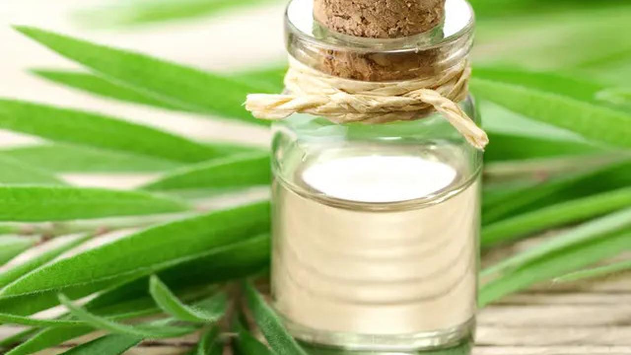 10 Cara Alami Usir Semut Tanpa Bahan Kimia, Langkah Mudah yang Bisa Dilakukan Sendiri